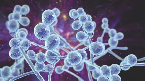 Candida Auris Fungal Infections Deadly fungal infection spreading at an alarming rate, CDC says